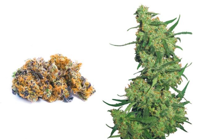 craft vs commercial weed